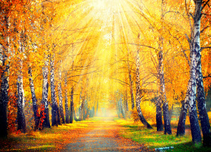 Autumn. Fall. Autumnal Park. Autumn Trees and Leaves in sun rays. Beautiful Autumn scene